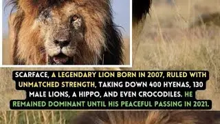 Scarface | The Legend | Lion King | of Maasai Mara | Tribute to a Wildlife Icon | True Leader |