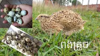 Collecting quilts eggs at night.  រើសពងគ្រួចពេលយប់ #funny #animals #follow