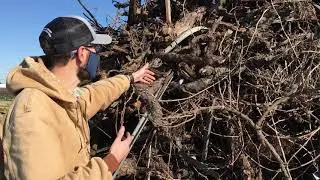 Grape growers face obstacles to vineyard removal