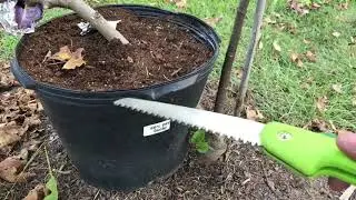 LSU Gold fig tree air layer separation. DID. IT WORK?