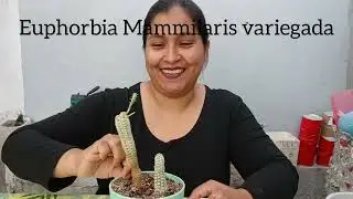 Vamos a ver este reto!! Top 10 Suculentas que no se dan en mi jard&iacute;n 🥲