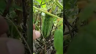 Desi kera village secret #ytshorts #cucumber #youtubeshort