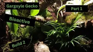 Building the 2nd Gargoyle Gecko Bioactive Vivarium