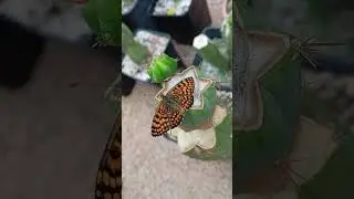 Orange + black #butterfly flapping #wings on #grafted #trichocereus #cactus #plants #echinopsis