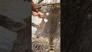 Сохранение шкур животных для дубления #выживание #ремесловыживальщика #традиции #кемпинг #жизньна...
