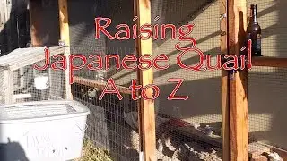 Raising Quail A-Z - Tour of Our Quail Pens