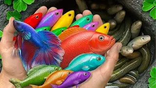 Catch Beautiful Fish in Colorful Eeg: Platy fish, Koi Fish, Betta fish, guppy fish, Baby Turtle, Eel