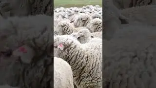 Sheep: Animal Facts