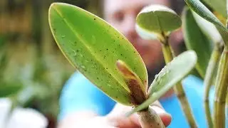 Meine Orchidee hat Blattflecken, was nun? - Orchideen Wissen von A bis Z.