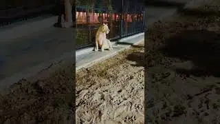 Lovely famous snow lioness ❤️(mian saqib)