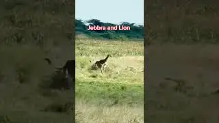 Jebbra and Lion #animallife #animals #wildanimals #wildlife #worldwildlifeday