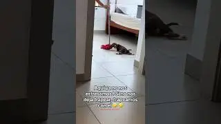 El Perrito Helic&oacute;ptero 🐶🤣 #viralvideo #funny #dog #perritos