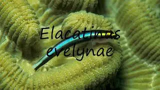 How to pronounce Elacatinus evelynae in English?