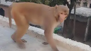बंदर के कॉमेडी वीडियो