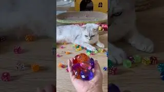 Cute kitten Mimi interesting beads soothing decompression video