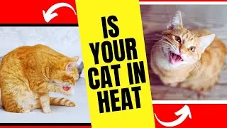 7 Signs Your Cat Is in Heat 🐱