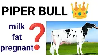 abs piper bull complete details