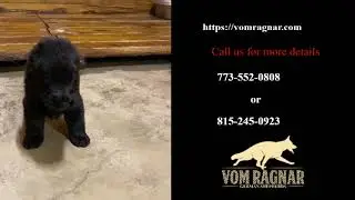 Purebred German Shepherd puppies for sale | Top GSD Breeders