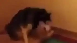 husky sneeze explosion