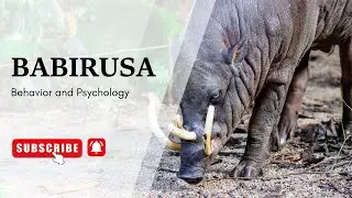 Babirusa Behavior and Psychology |  Babirusa ka sochne aur behave karne ka tareqa