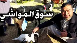 جولة في سوق المواشي في أفغانستان بعد سيطرة حكومة الأمارة الإسلامية