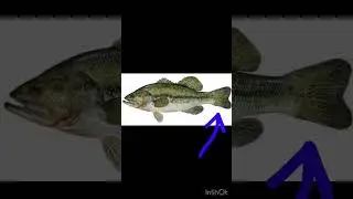 What Are The Different Fins A Fish Has