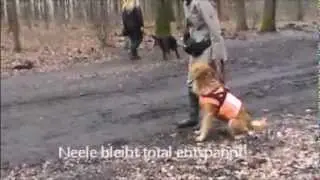 Neele Training Hundebegegnungen.wmv