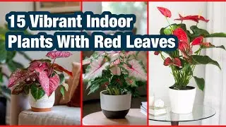 15 Stunning Indoor Plants with Red Leaves 🌿 | Add a Pop of Color to Your Home!