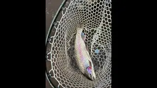 Fishing Boxwood Gulch Colorado