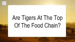 Are Tigers At The Top Of The Food Chain
