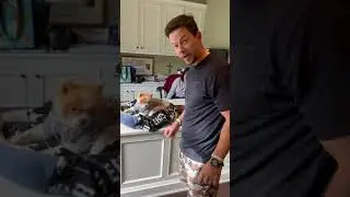 Municipal dog with Mark Wahlberg