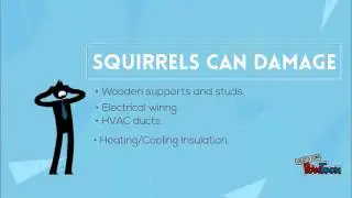 ICE Pest Control Squirrel Removal Experts| ground