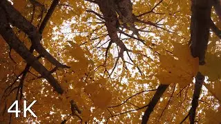 Autumn Wind in the Maples 🍂🌳 Day 87 Forestscape (2-Hour Nature Escape in 4K)