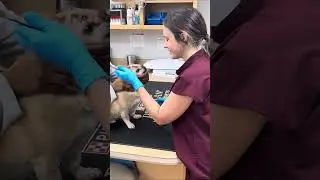 Penn Foster Externship 2 Skill 12 student #: 23607060