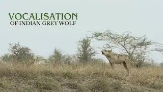 Vocalisation of Indian Grey Wolf