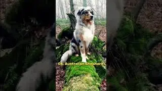 top ten most beautiful dogs in the world | most beautiful dogs breed  #dogs