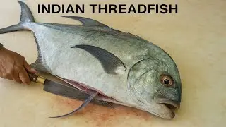 From Whole Fish to Fillet &mdash; Super Fast Tutorial