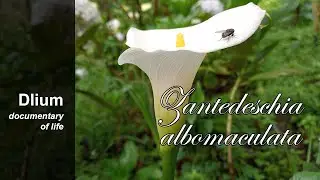 Spotted calla lily (Zantedeschia albomaculata)