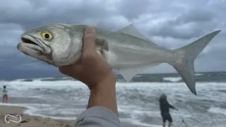 CATCHING BLUEFISH IN ROUGH WATERS | BAD BEACH FISHING CONDITIONS - STILL CATCH FISH!