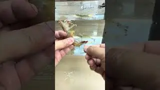 🎣 Kanama Luminous Live Shrimp Hooks - Keep Your Shrimp Lively.