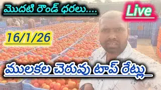16/1/26 mulakalacheruvu tomato market price today 🍅 #todaytomatorate #crkvideos16