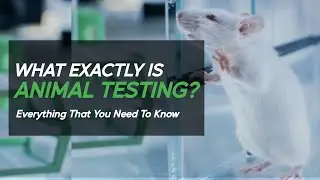 What is Animal Testing?