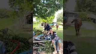 🪱new🐛 sanef #sehar #shortvideo