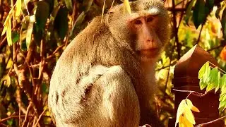 Monkey king Thom or hercules look at us show his power face but just king in group for care members