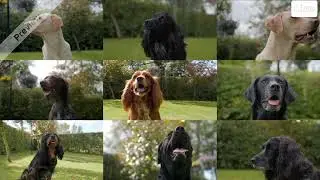 The Journey of Dog | How a Predator Became Our Best Friend |