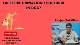 Excessive urination / polyuria in dog