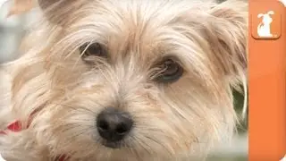 Woman Loves her dog - Dog Park Confessions