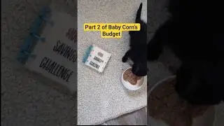 Часть 2 &laquo;Бюджета Бэби Корн&raquo;. #babycorncat #бюджет #планировщикбюджета
