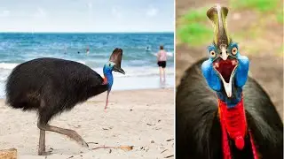 10 крупнейших нелетающих птиц