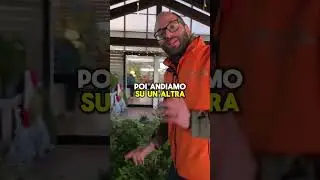 A Natale prendi un Abete coltivato in vaso.